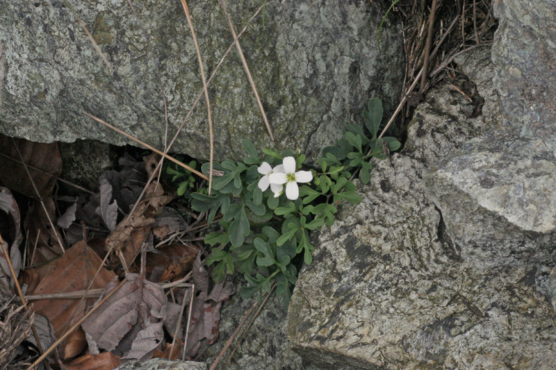 Cardamine plumieri / Billeri di Plumier